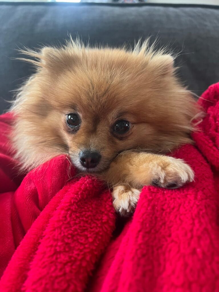 Malka