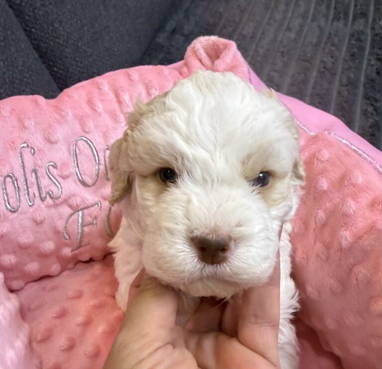Miot R — Lagotto Romagnolo