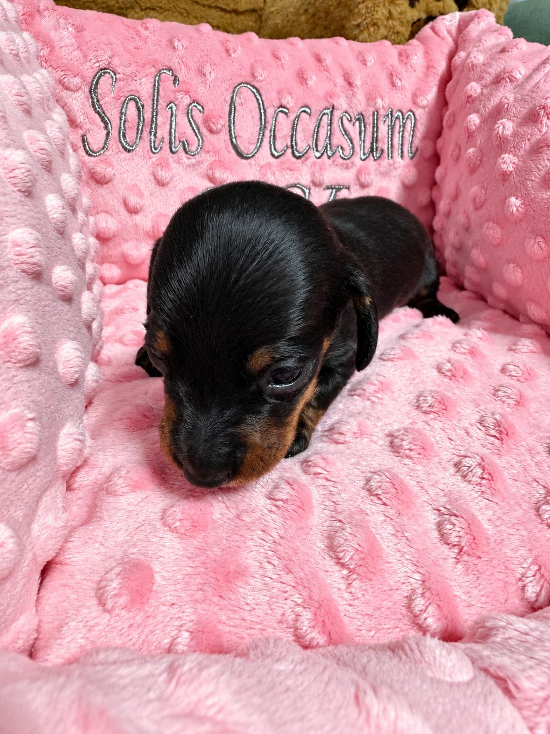 Falko Solis Occasum