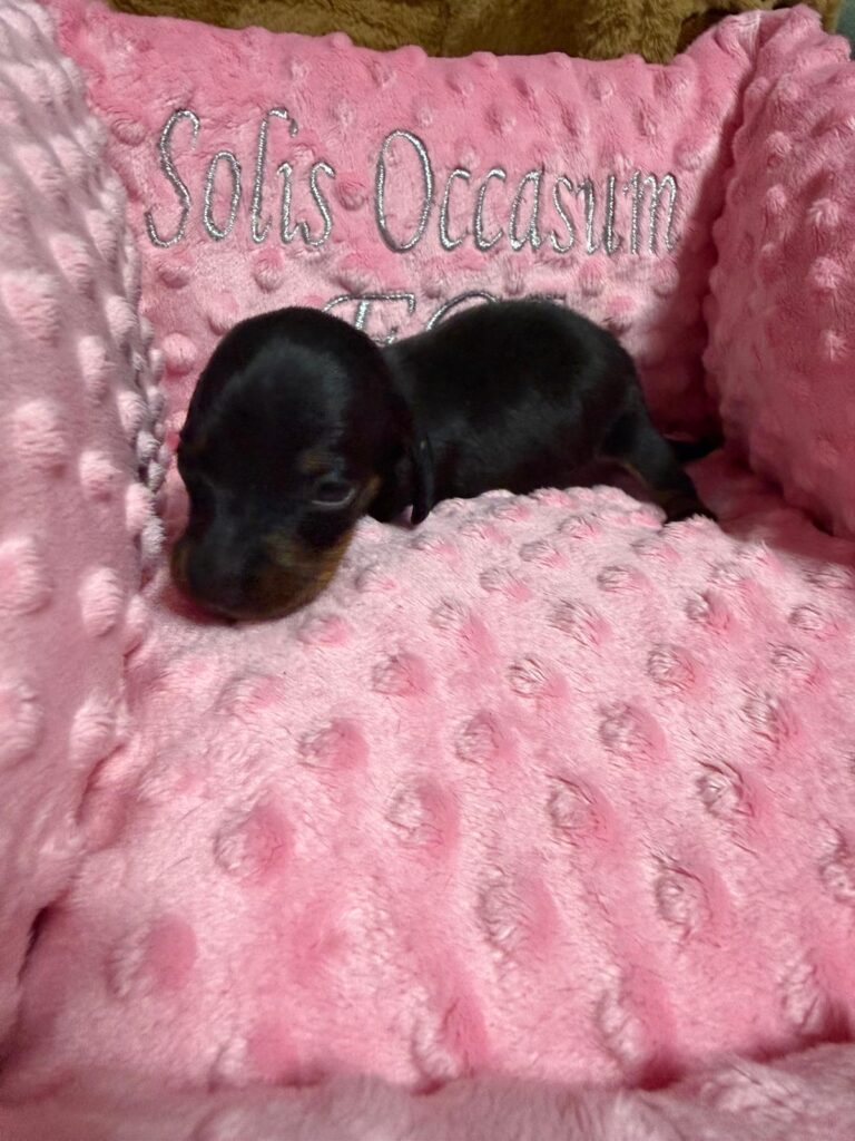 Falko Solis Occasum
