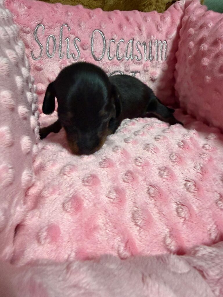 Falko Solis Occasum