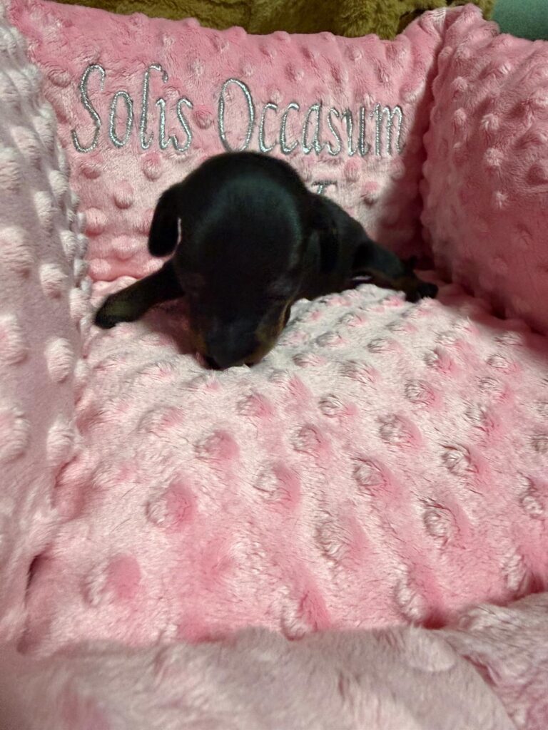 Falko Solis Occasum